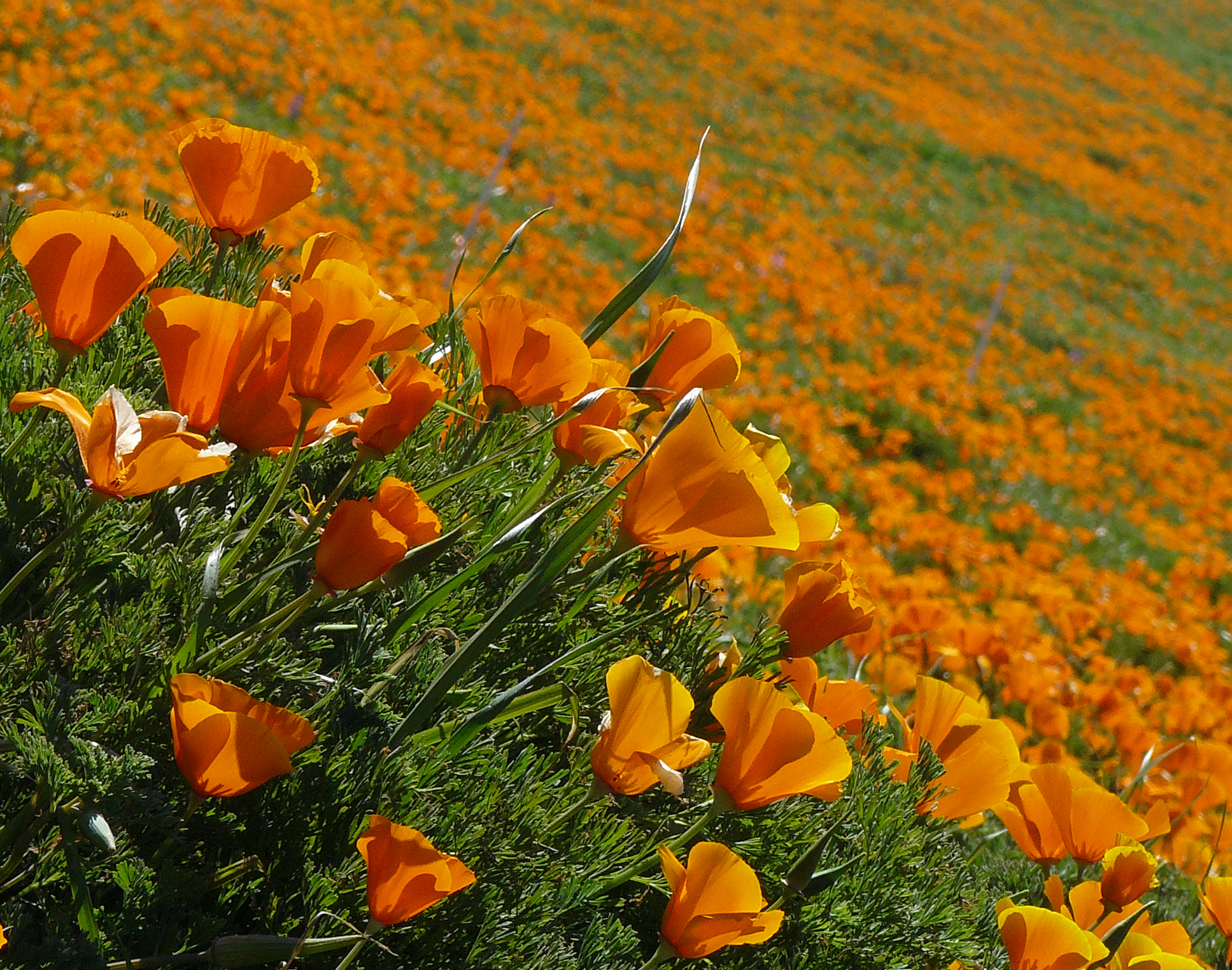 Eschscholzia_californica_(2).jpg